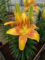 [5043 Tiny Parrot No01.JPG]